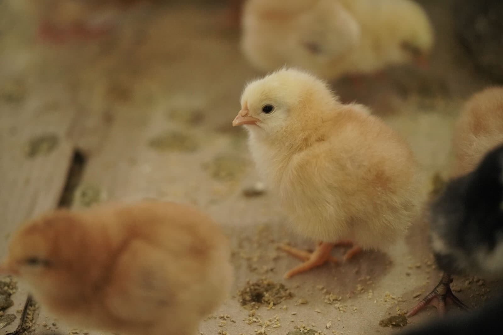 Chicks on the farm in Nirmalpokhari