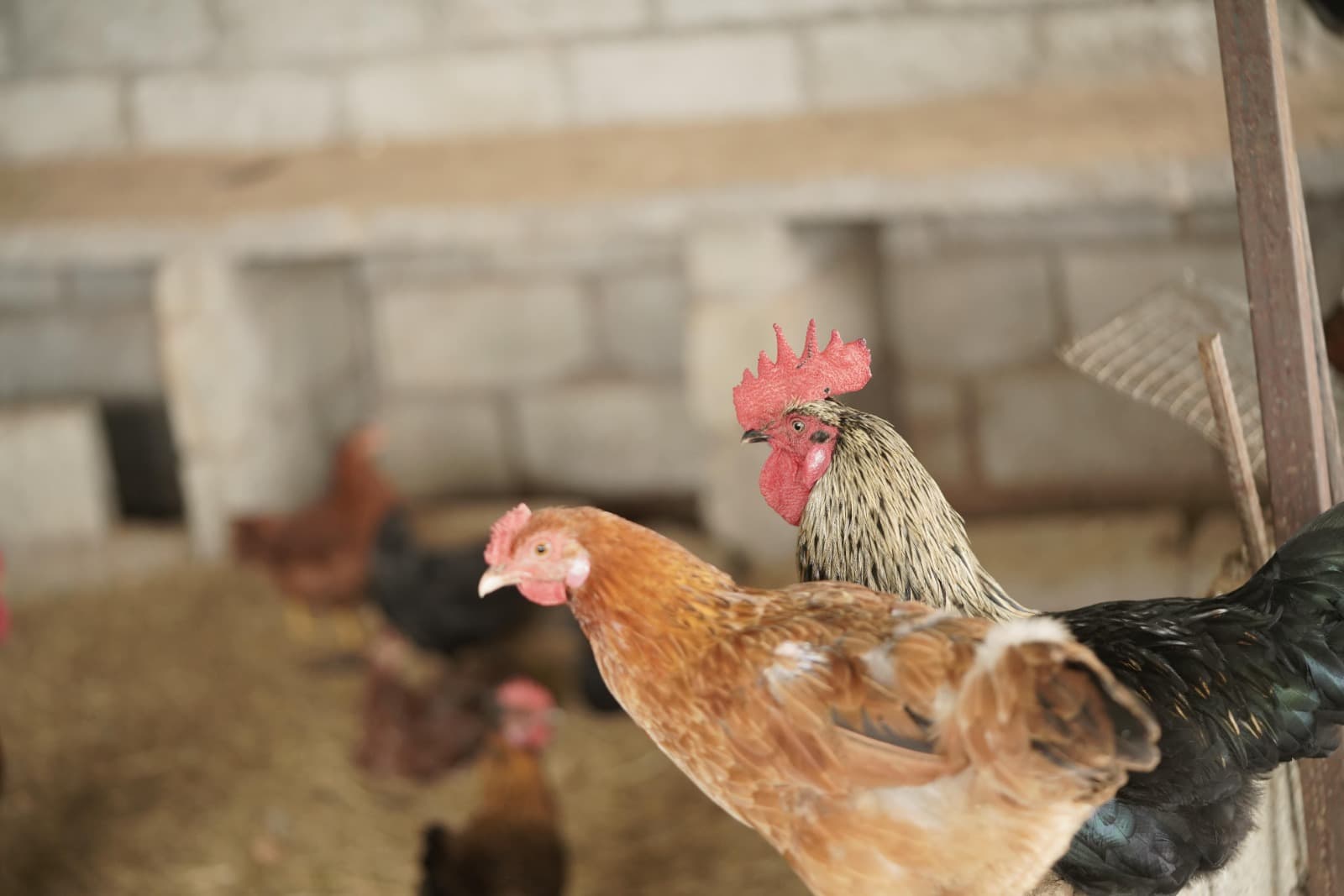 Chickens in the coop