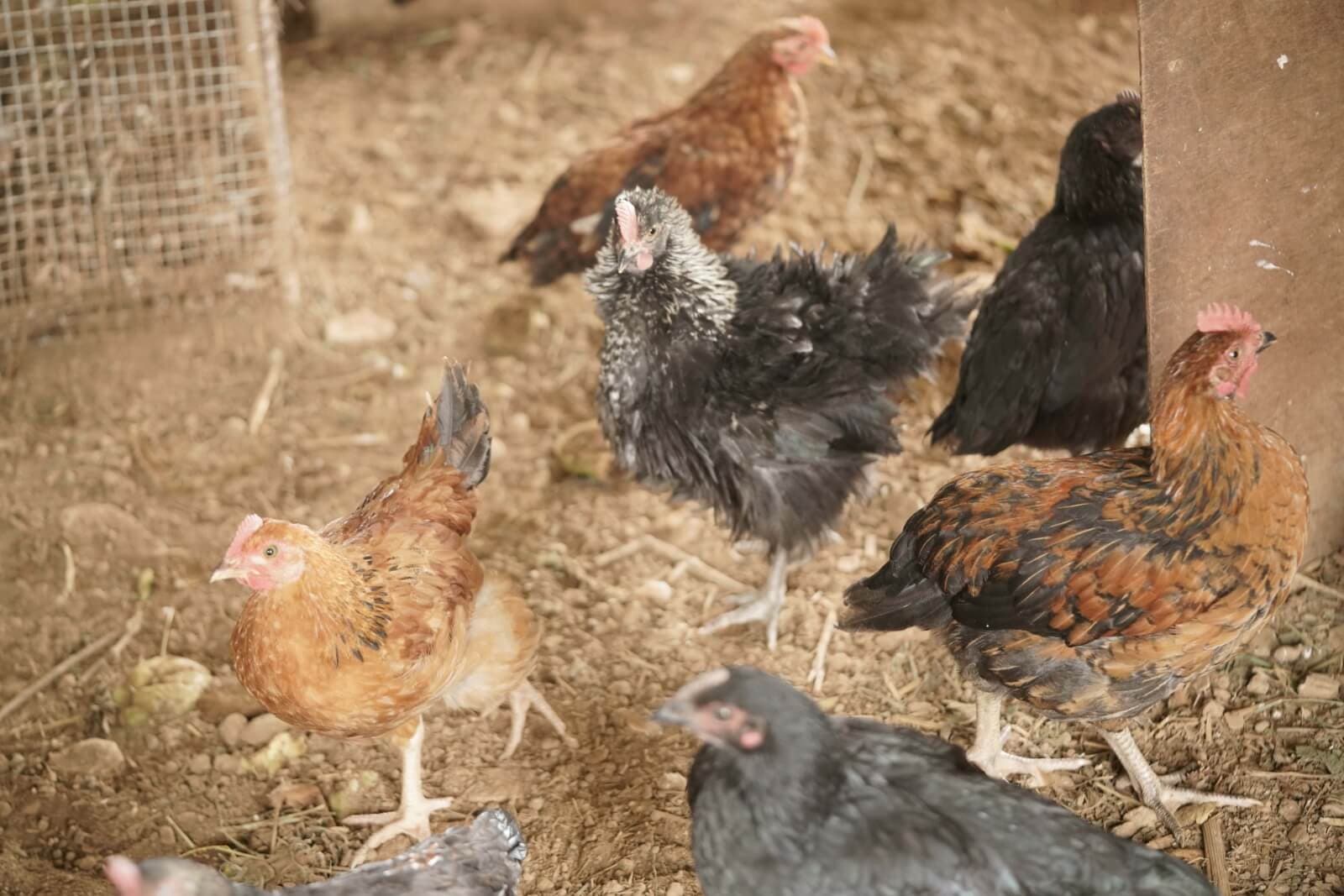 Chicks raised in Nirmalpokhari